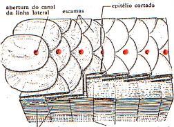 ligeiras