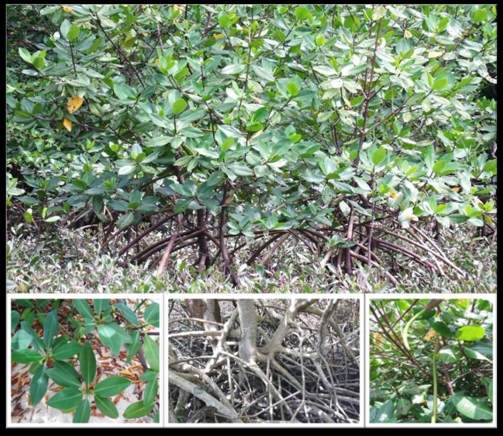 FIGURA 1 Características morfológicas da Rhizophora mangle, com destaque para folhas, raízes escoras e propágulos, observada no mangue do rio São Francisco em 2011 FONTE: Arquivo fotográfico do LABES