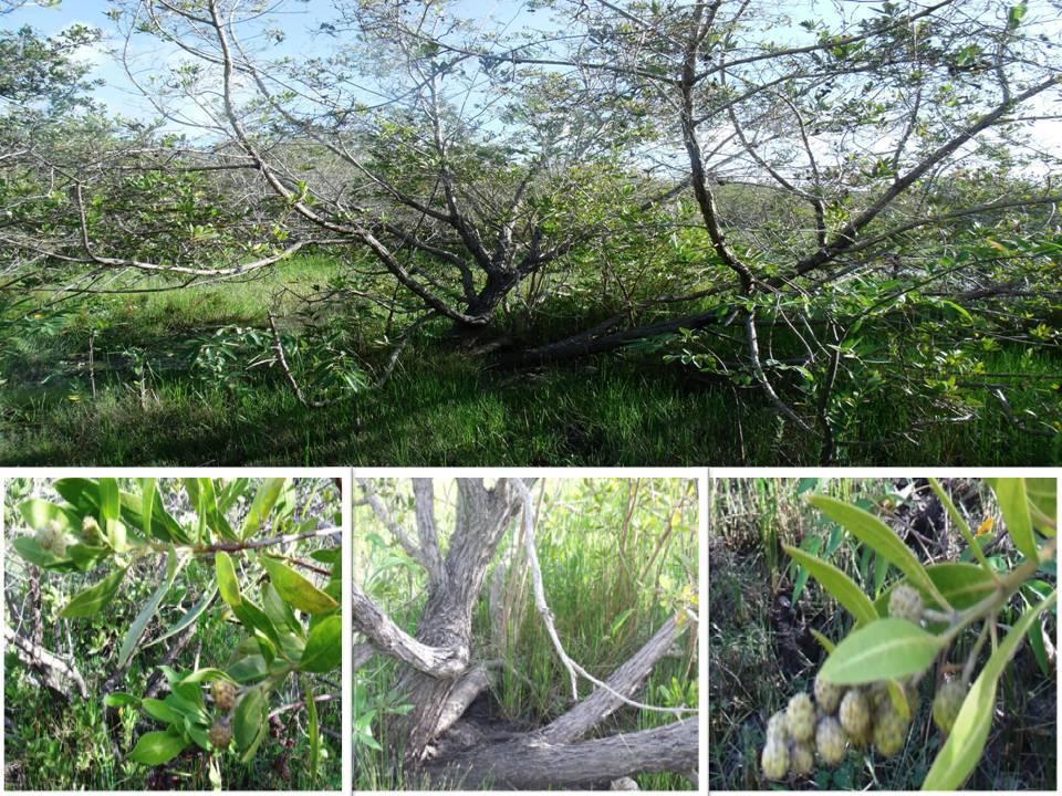 FIGURA 4 Características morfológicas do Conocarpus erectus, com destaque para folhas, tronco e propágulos, no mangue do rio São Francisco, em 2011 FONTE: Arquivo fotográfico do LABES Laboratório de