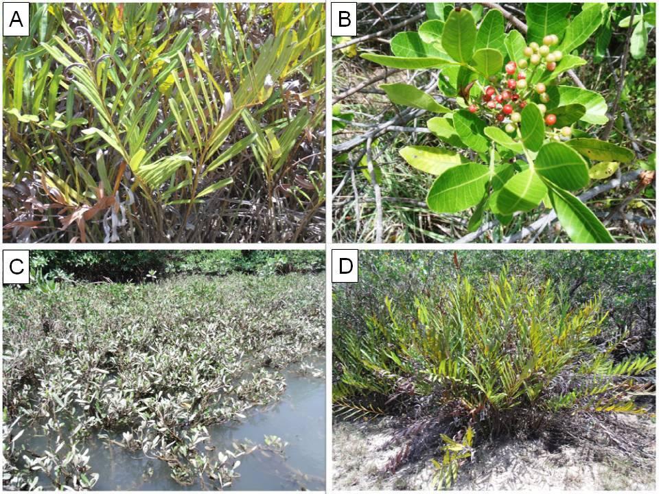 FIGURA 5 Espécies associadas a ecossistemas manguezais: A Acrosticum aureum; B Schinus terebinthifolius, C Spartina e D - Acrosticum aureum (2011) FONTE: Arquivo fotográfico do LABES Laboratório de