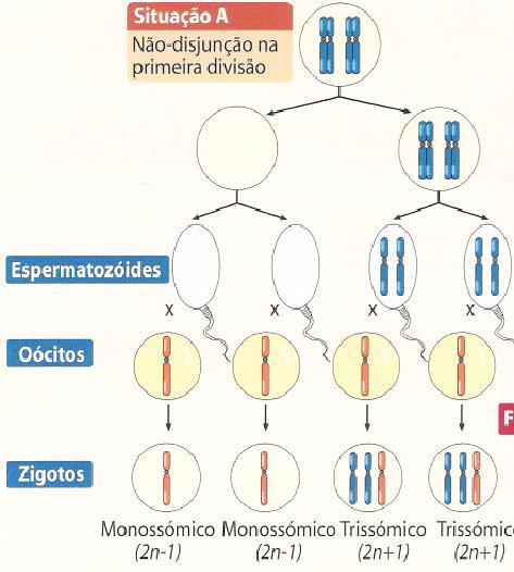 Aneuploidia por