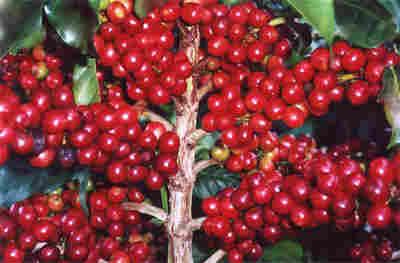 Entre 1876 e 1883 foram plantados 105 milhões de pés de café na região de Campinas.