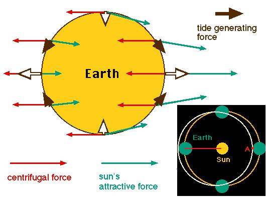 Figura xx A força geradora de maré resultante das forças centrífuga e gravitacional. A figura da direita mostra o movimento da Terra como uma revolução sem rotação.