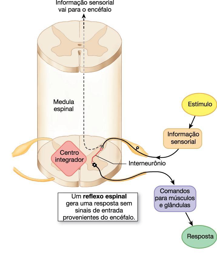 MEDULA ESPINAL