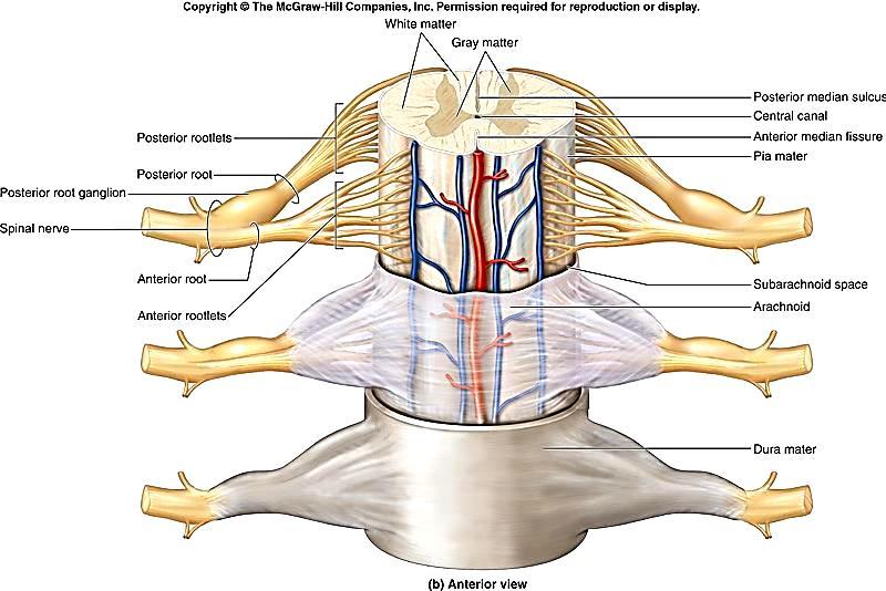 MENINGES E