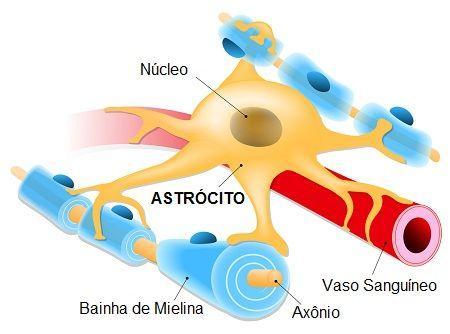 Mantêm um ambiente físico-químico estável dentro do SNC O sistema nervoso exige para seu metabolismo um