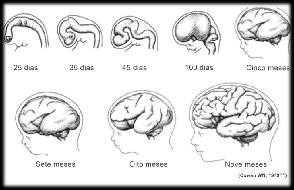 EVOLUÇÃO EMBRIOLÓGICA E FETAL DO SISTEMA NERVOSO NO HOMEM A PARTIR DO TUBO NEURAL