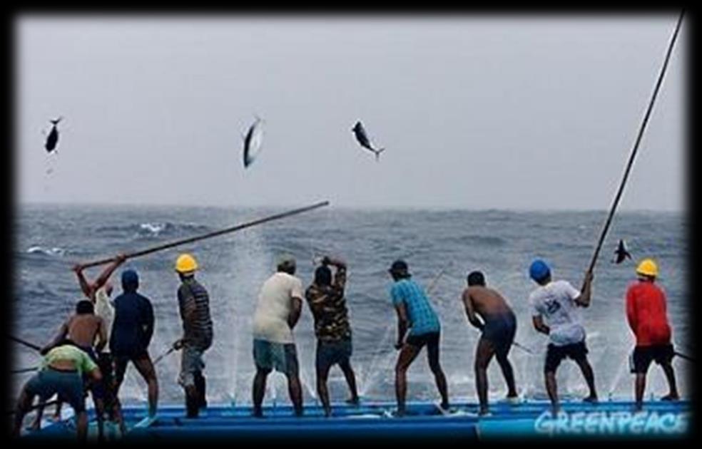 Falta de isco vivo tem sido um obstáculo histórico em Cabo Verde para a pesca de atum, utilizando a técnica tradicional de linha/salto e vara.