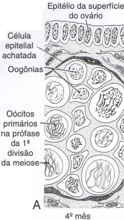 Oócitos