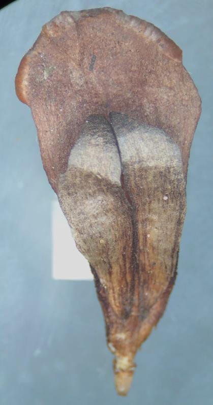 Note no detalhe que a escama ovulífera sustenta duas sementes aladas (setas). 0,5 cm 2 cm Figura 11.