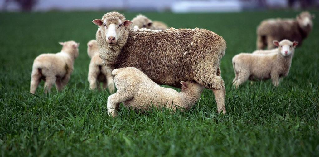 UNIVERSIDADE FEDERAL DE PELOTAS Faculdade de Veterinária Núcleo de Pesquisa, Ensino e Extensão em Pecuária REGULAÇÃO NUTRICIONAL DO CRESCIMENTO FETAL E AS