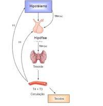 FISIOLOGIA TSH AMPcíclico Lítio FISIOLOGIA Tireoperoxidase TPO Tireoglobulina +