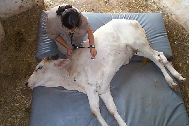 PROGRAMA DE CONTROLE SANITÁRIO ASSEGURAR SAÚDE ANIMAL SERVIÇOS VETERINÁRIOS