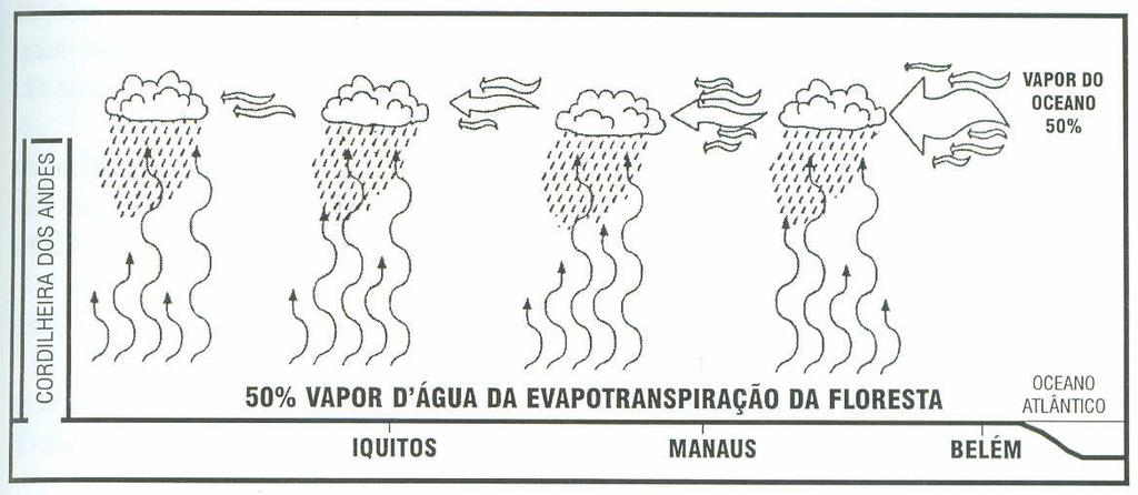 Existe Forte Reciclagem de Vapor d Água na Região Amazônica Aproximadamente 50% do vapor d água que produz chuvas vem do oceano Atlântico, com os ventos que sopram do