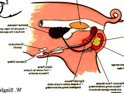 ANATOMIA DO REPRODUTOR SUÍNO Glândula Bulbouretral Glândula Vesicular Divertículo