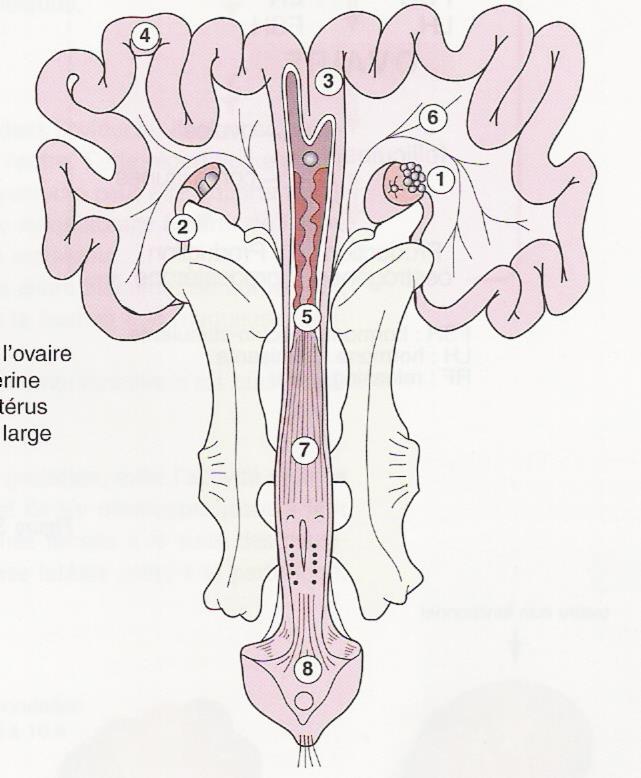 1. Ovário 2. Tuba uterina 3. Corpo uterino 4.