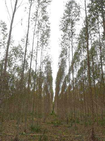 2. MATERIAL E MÉTODOS Neste estudo utilizou-se madeira proveniente plantio comercial destinado a produção de celulose com híbrido clonal Eucalyptus grandis x Eucalyptus urophylla, com 3 anos de