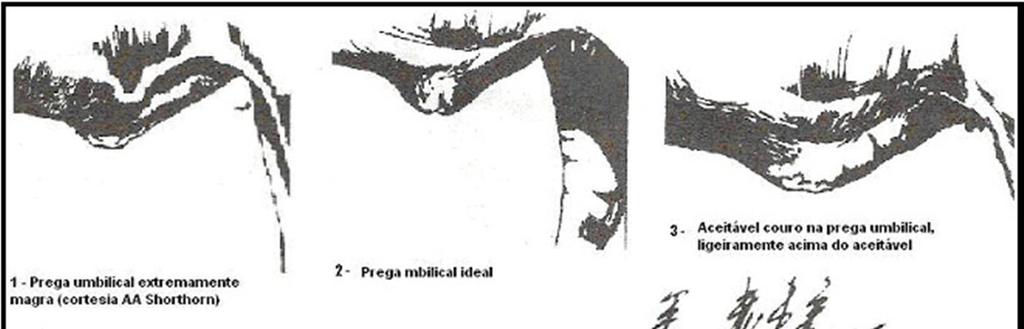 Figura 11: Umbigo nas Fêmeas Figura 12: Prepúcio nos Machos 3.