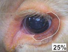 25% pigmentado no respectivo olho e assim respectivamente (fig. 13 e 14).