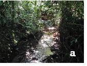 As características ambientais, a localização e o aspecto geral dos córregos estão descritos nas tabelas I e III e na figura 05. Figura 05. Parque Estadual de Vassununga, SP. a. Córrego Pé-de-Gigante e b.