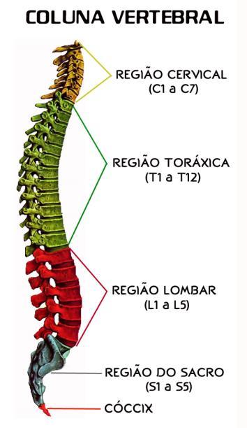 2 postural, pois a mesma depende do bom funcionamento dos sistemas neuromuscular, sensorial, músculo-esquelético e do sistema nervoso central.