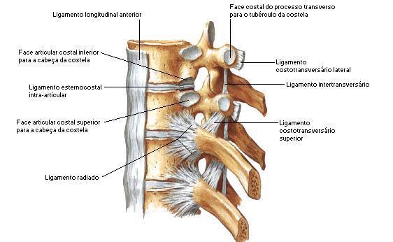 3 2.2 Discos intervertebrais De acordo com Mioranza (2007), as vértebras se articulam-se umas com as outras de modo a conferir a rigidez, mas também a flexibilidade à coluna, qualidades necessárias