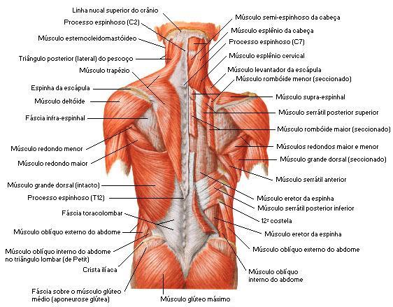 4 2.2 Função muscular do tronco De acordo com Gouveia e Gouveia (2008), os músculos do tronco são divididos em dois grupos: os músculos profundos, que são os oblíquos internos, o transverso abdominal