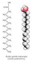 Lípidos Ácido gordo Saturados Insaturados Formados por uma cadeia linear de átomos de carbono, com