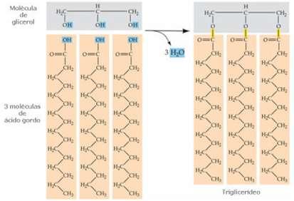 Lípidos Glicerol É um álcool.