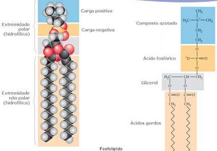 Lípidos estruturais Fosfolípidos 1 grupo fosfato (PO 4 ) 1 molécula de glicerol 1