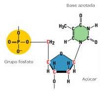 Ácidos nucleicos Base Azotada Nucleótidos