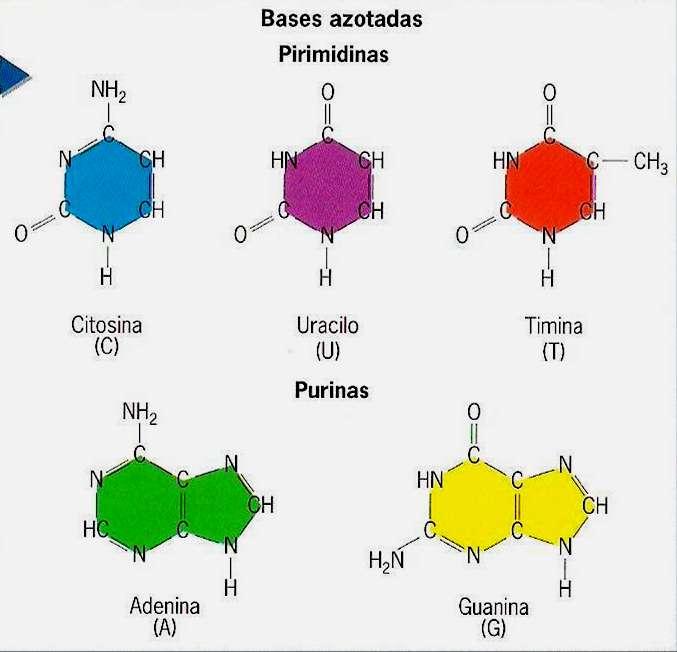 Bases Azotadas Ácidos nucleicos