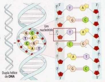 Ácidos nucleicos DNA Cadeia dupla em hélice