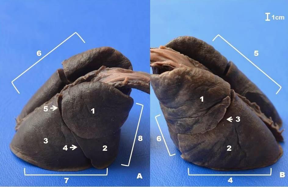 24 Figura 4. Pulmão direito do macaco-prego (Sapajus libidinosus).