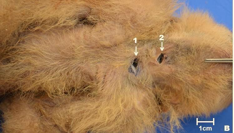 29 A partir da avaliação da traqueia dos macacos-prego (Sapajus libidinosus) estudados para procedimento de traqueotomia ou traqueostomia realizar com segurança, sugere-se uma incisão mediana