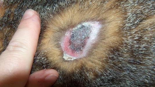 br/dermatofitose-em-caes-e-gatos Figura 6: Lesão ringworm apresentando