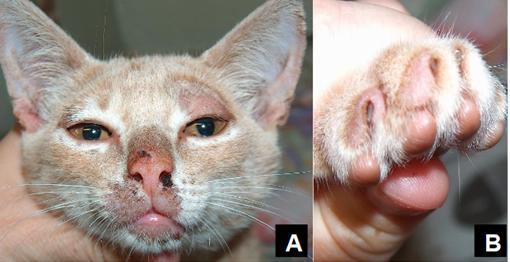 Figura 7: A) Lesões alopécicas na orelha, ponte nasal, olho e ao redor dos lábios