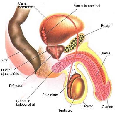 De cada epidídimo sai um ducto deferente, que se une ao ducto da glândula seminal, formando o ducto ejaculatório e desembocando na uretra.
