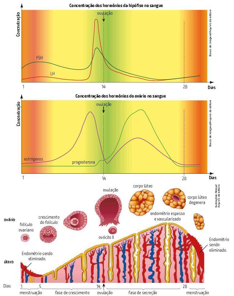 HIPÓFASE FSH LH OVÁRIO 14 Ovário Útero Dias 1 5 Menstruação