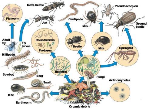 Macroflora Macrofauna (Ser humano)