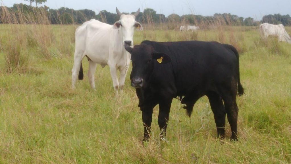 CRIA - FAZENDA DE