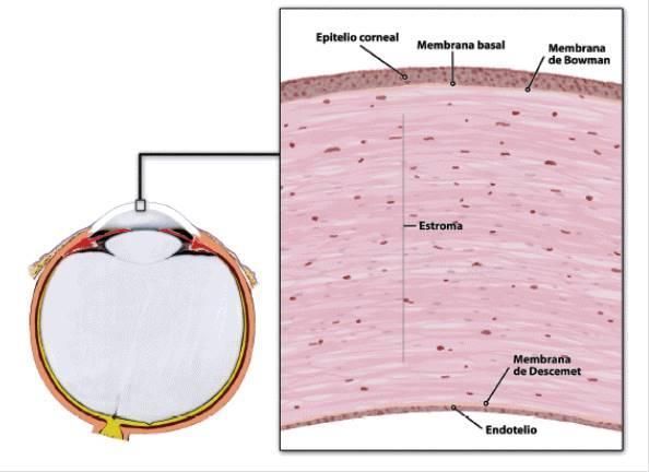 3. Córnea A córnea é uma estrutura anesférica e transparente que juntamente com a esclera compõe a túnica fibrosa do olho.