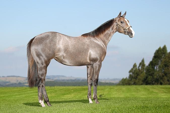 LOTE: 009 CRYSTAL SPECIAL FÊMEA - Quarto de Milha - PO - 22/12/2017 - TORDILHO - Vendedor: RANCHO VALE RICO Criador: CICERO ANDRADE DE SOUZA SILVER WILD SLN (ROXAO) SPECIAL WANDERING CRYSTAL SPECIAL