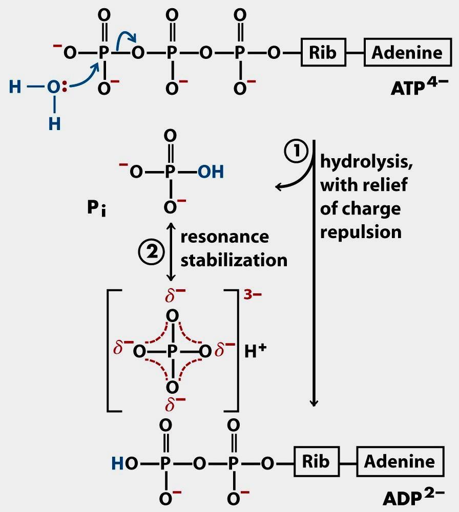 A variação de energia livre padrão para a hidrólise do ATP é grande e negativa ATP 4- + H 2 O ADP 3- +P i 2- + H + ΔG º = - 30,5kJ/mol ATP- três grupos fosfato com carga (-) força