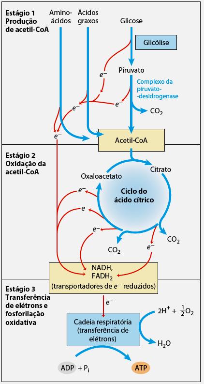 O processo de oxidação de moléculas biológicas geram um fluxo de elétrons (gera energia) que é usada para síntese de ATP.