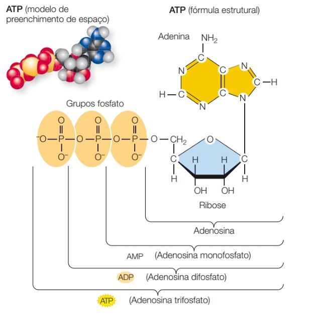 A Química da Vida Fósforo (PO 4 3- ): - Participa da composição dos ossos (Hidroxiapatita), ácidos nucleicos (DNA e RNA) e do ATP (Adenosina Trifosfato); - Fonte: Peixes,