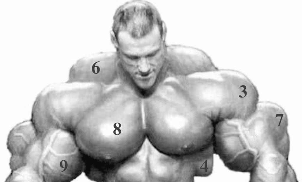 Questão A figura acima mostra, de forma ilustrativa, os músculos do corpo de um homem adulto numerados conforme sua localização.