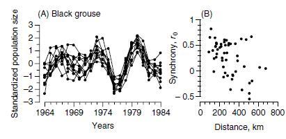 1)As figuras abaixo representam flutuação temporal dos tamanhos populacionais de galo-lira na Finlândia entre os anos de 1963 e 1984.