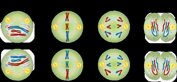 FONTES DE VARIAÇÃO GENÉTICA Recombinação durante a meiose Produz variações genéticas