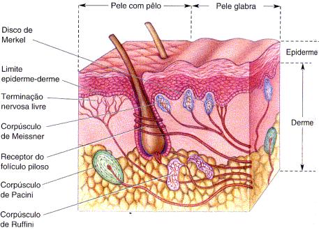 Tato - Epiderme camada externa. - Derme, camada tátil.